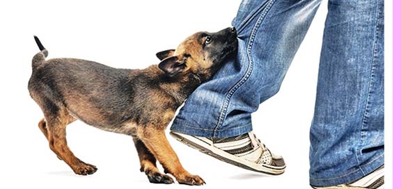 रेबिज रोग विरुद्ध जनचेतना फैलाउँदै रोट्रयाक्ट भैरहवा