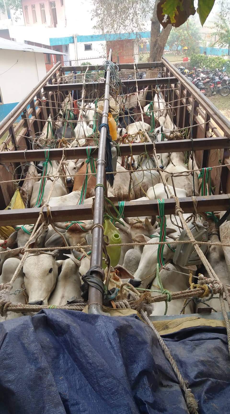 ३० वटा गोरु सहित २ जना रुपन्देही प्रहरीको फन्दामा