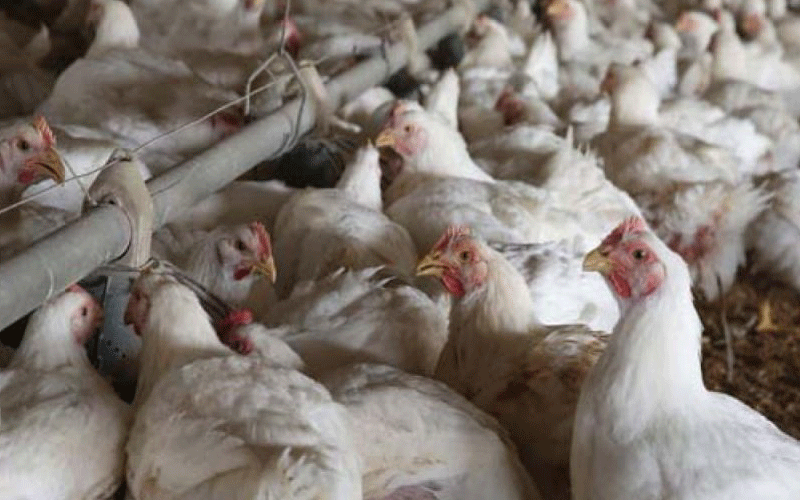 काठमाडौँमा बर्डफ्लु